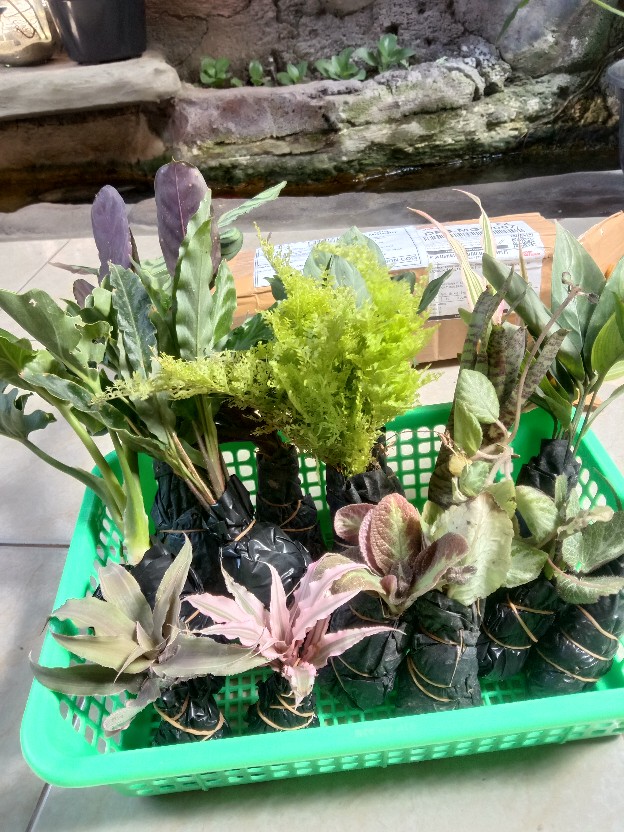 Calathea Ornata Sanderiana /bibit Tanaman Hias Bunga Kalatea