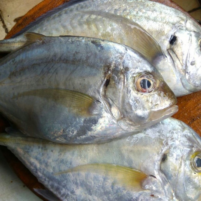 

Ikan kuwe segar - ikan segar de juragan cabang depok timur
