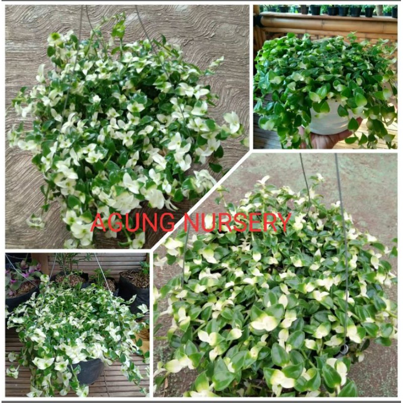 Tanaman Hias Gantung Air Mata Janda