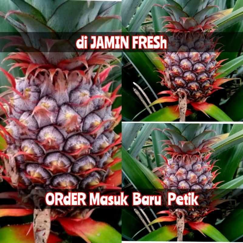

NANAS MUDA SEGAR || UNTUK PELANCAR HAID || HERBAL