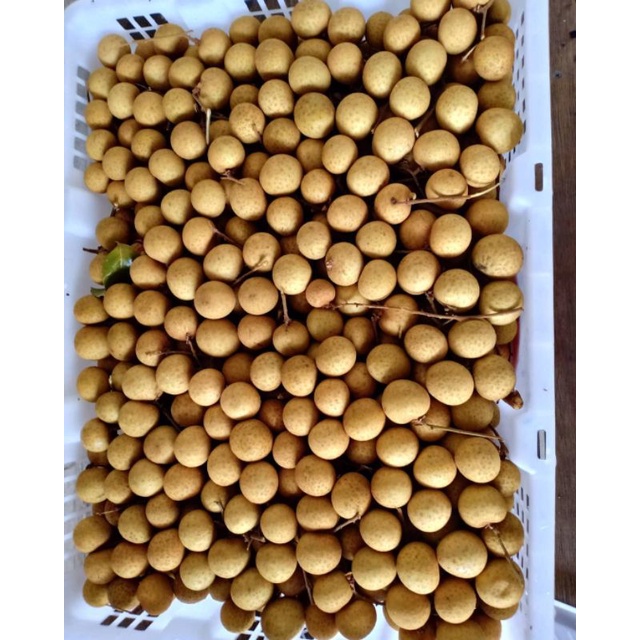 

Lengkeng jumbo Bangkok manis 500 grm