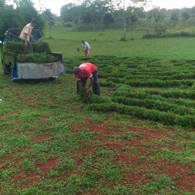 jual rumput gajah cikande / rumput gajah paitan