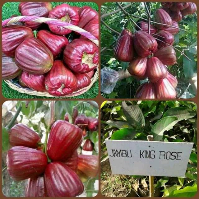 JAMBU AIR KING ROSE