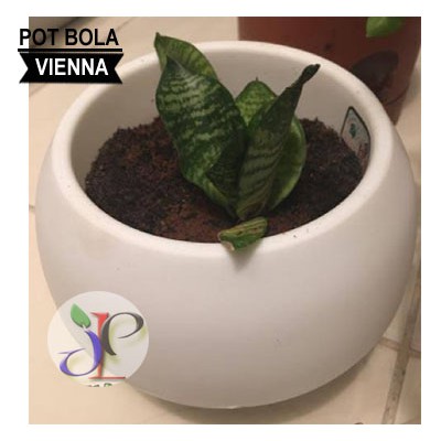 POT BOLA VIENNA