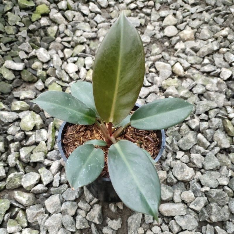 philodendron black cardinal