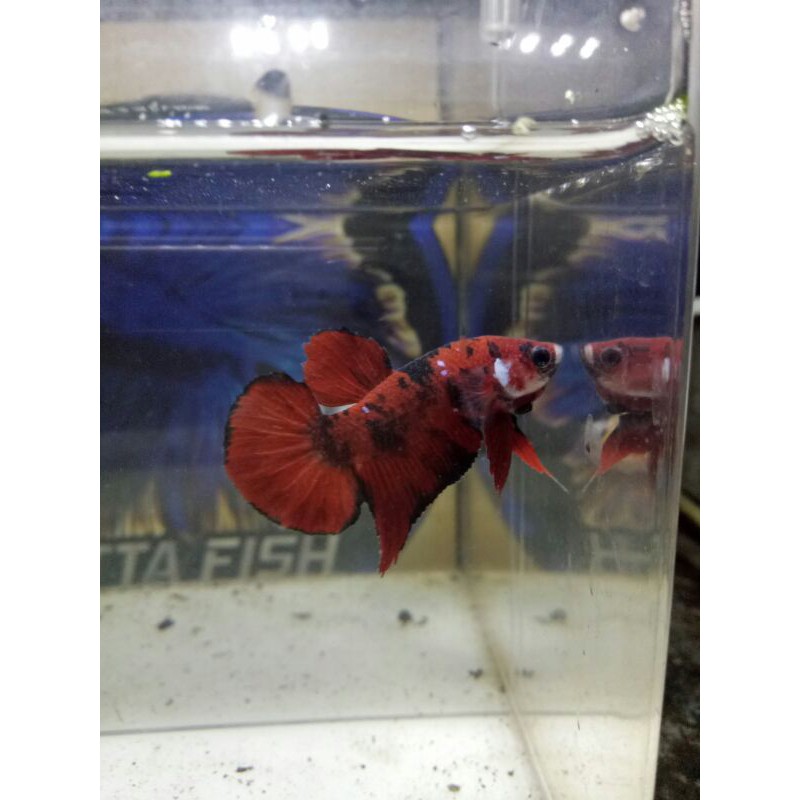 cupang koi