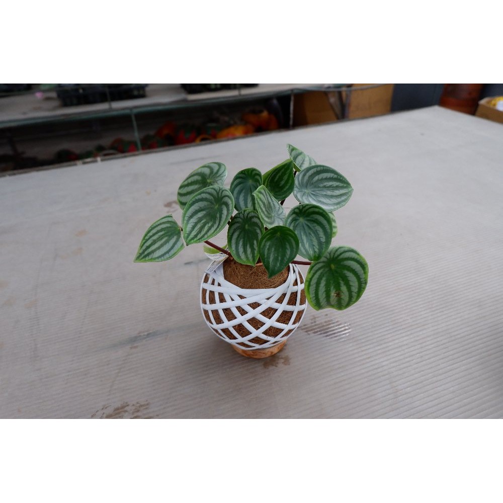 Tanaman Hias Peperomia Watermelon