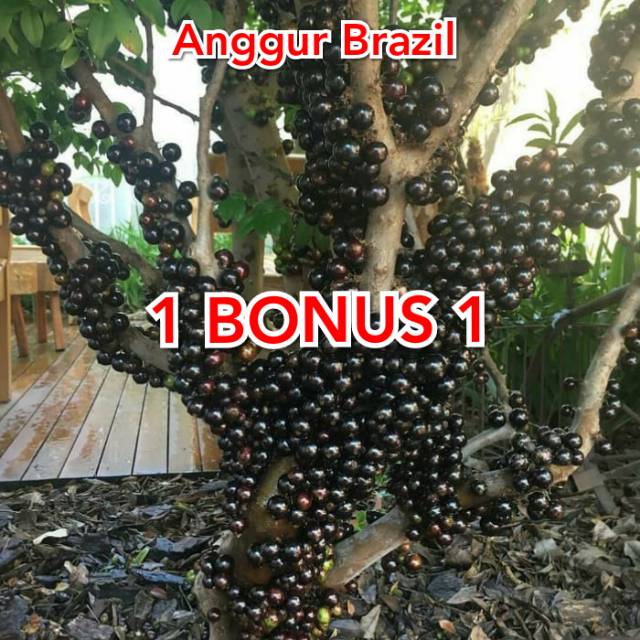 Bibit anggur brazil 2 pohon jenis sabara