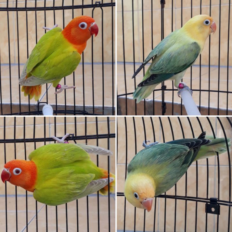 biola Pf green//pb x Biola pb euwing/pf