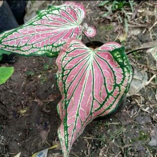 Tanaman hias alocasia pink rose caladium wayang  keladi  