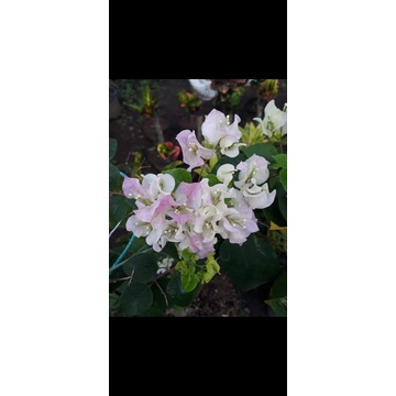 Bugenvil bengawan solo