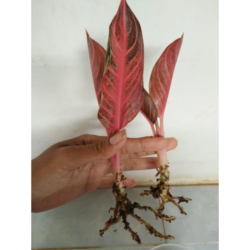 BABY AGLONEMA RED SUMATRA SUPER MURAH