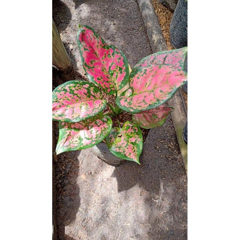 SRAYA - PROMO Aglonema Dut Anjamani Remaja