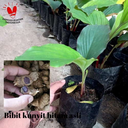 [PROMO] Bibit Kunyit Hitam Asli - Curcuma Caesia