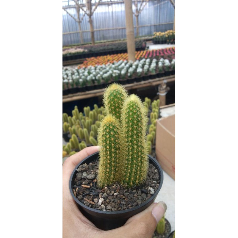 Kaktus EkorTupai(Ownroot Triplehead)