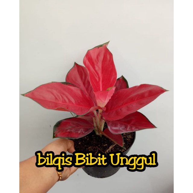 bunga aglonema suksom jaipong _bunga aglonema suksom stang pendek