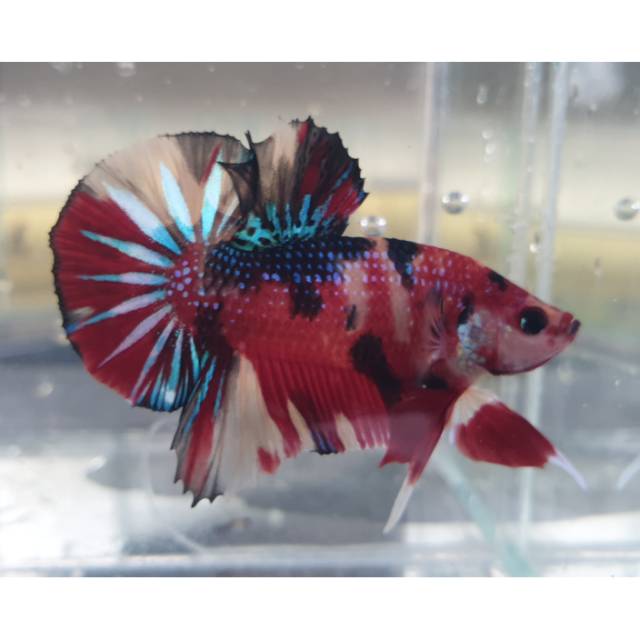 Cupang hmpk nemo multi