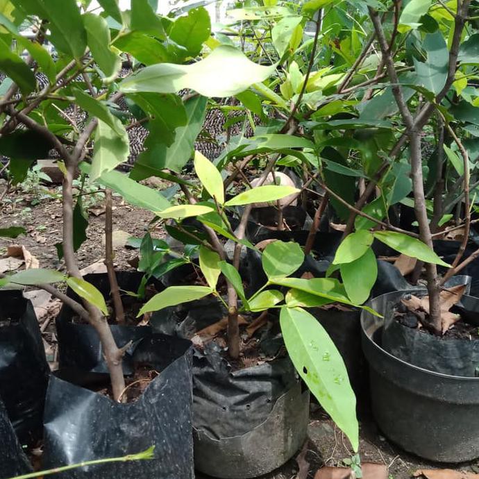 NY4R BIBIT CANGKOK JAMBU AIR MADU DELI HIJAU U%K
