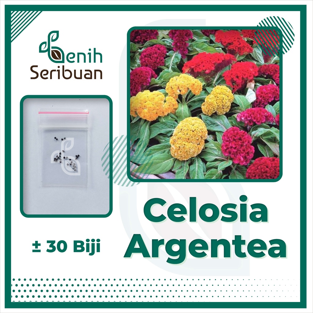 BS-BYL Bibit Bunga Benih Tanaman Bunga Hias Matahari Mawar Aster Vinca Krisan Telang Sunflower Krokot Lavender Marigold Zinnia-CELOSIA JENGGER AYAM