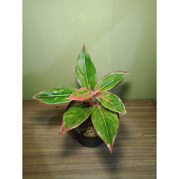 Aglonema lipstik pink klasik - aglonema pink klasik