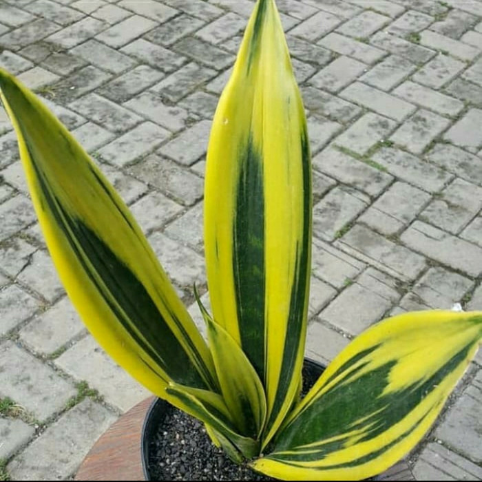 sensivera golden flame/ tanaman pembersih udara