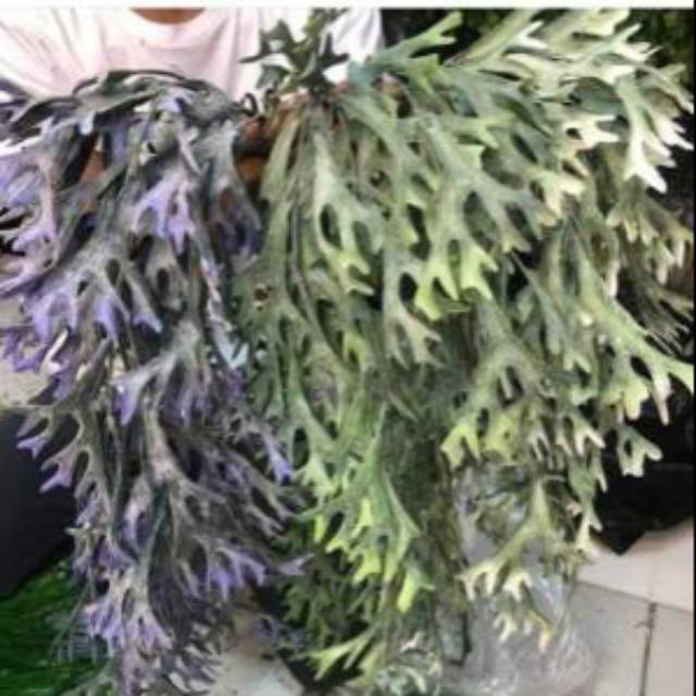 Tanduk rusa juntai artificial