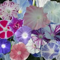 Benih Bibit Biji - Bunga Morning Glory Choice Mix Flower Seeds - IMPORT