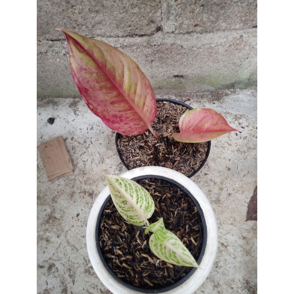 aglonema baby LOD & legacy putih