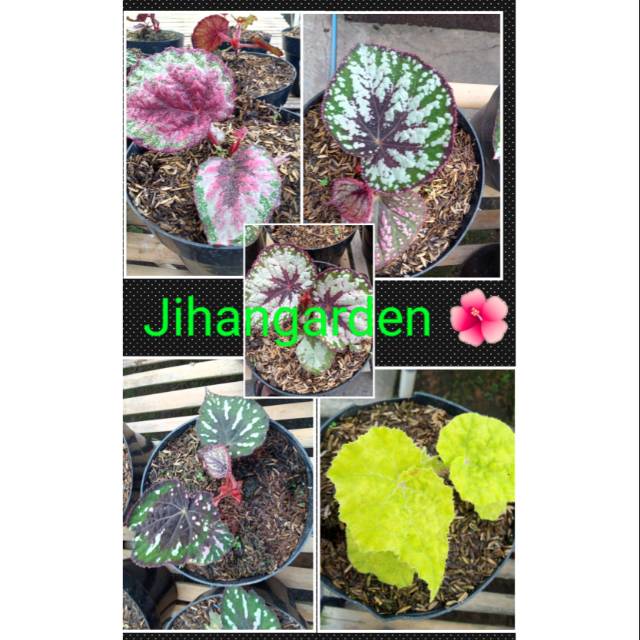 Begonia isi 5 jenis