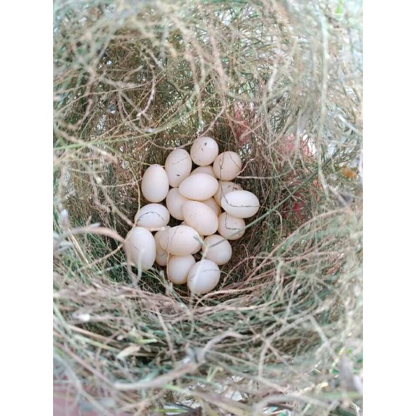 

Telur burung emprit/pipit asli per 2 butir