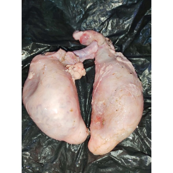 torpedo sapi per 2 pcs