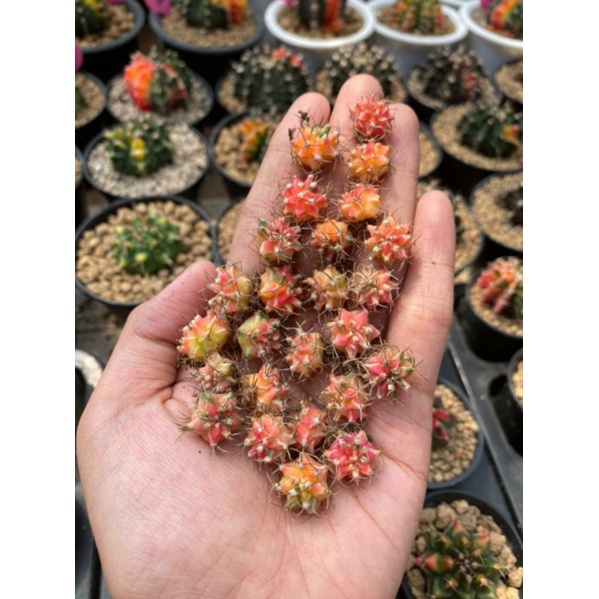 STARFIRE / GYMNO / MIHA / LB HYBRID / ASTRO / KAKTUS LUCU / KAKTUS MINI / KAKTUS / BIBIT KAKTUS / BI