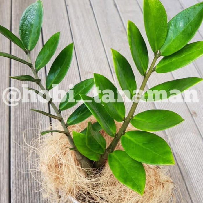 tanaman zz plant