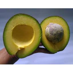 Alpukat mentega &amp; aceh /kg