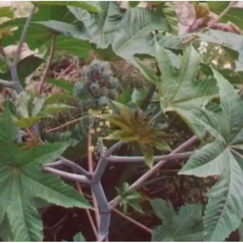 

daun fres jarak 1kg