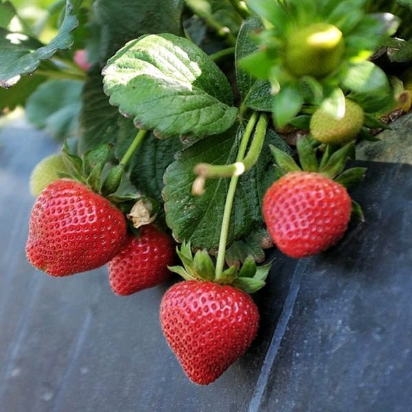 tanaman strawbery mencir buah jumbo tanaman hias hidup tanaman pot