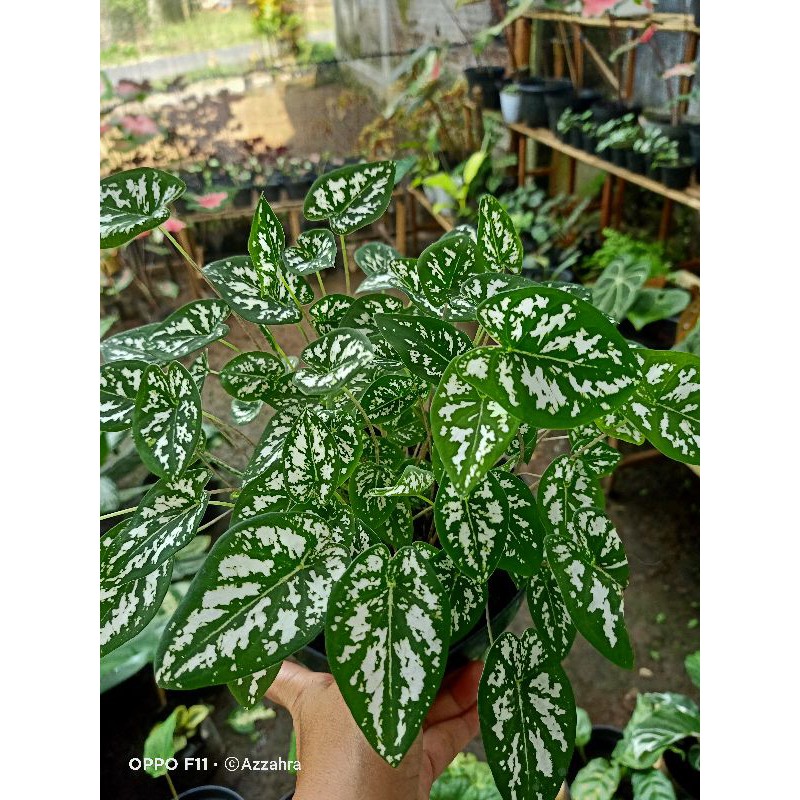

liliput mutiara