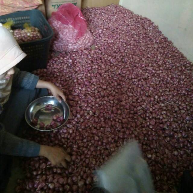 

Bawang merah brebes 1 kg