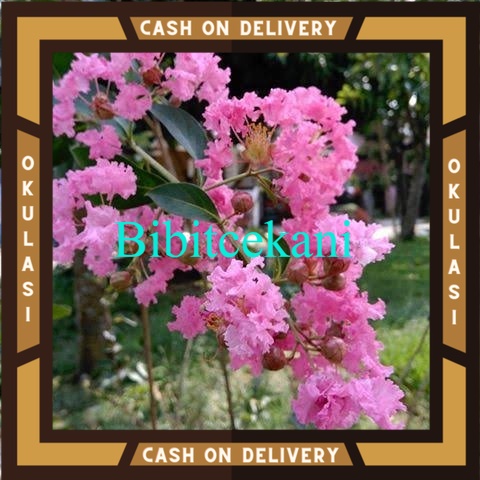 Bibit Tanaman Pohon Bunga sakura asli jepang