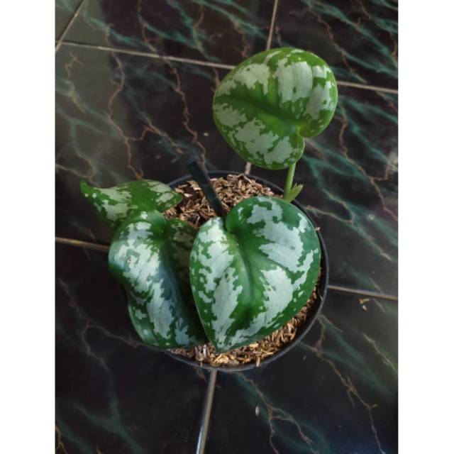 Tanaman Hias Scindapsus Exotica