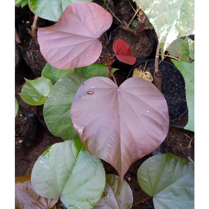 bibit tanaman waru merah (bahan bonsai)