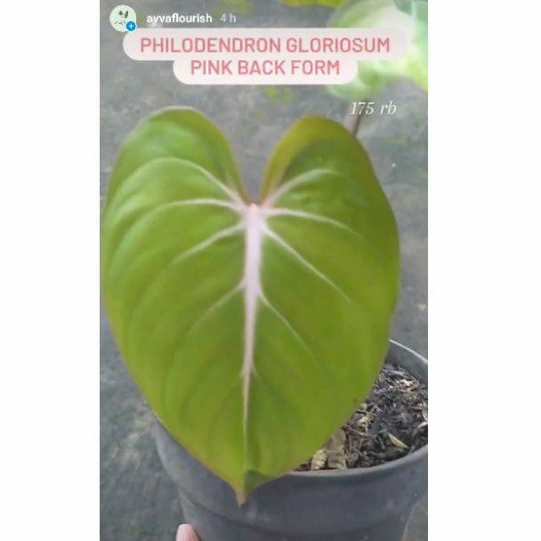 Philodendron Gloriosum Pink Back