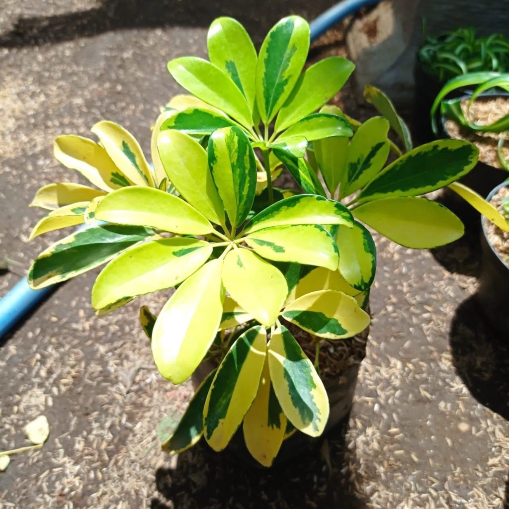 Tanaman walisongo - walisongo variegata - tanaman hias daun walisongo