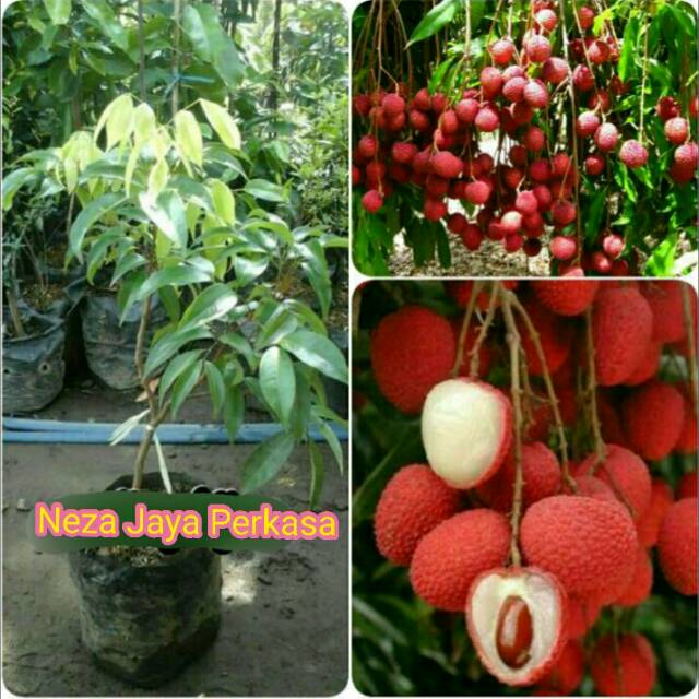 BIBIT BUAH LECI SUPER JUMBO
