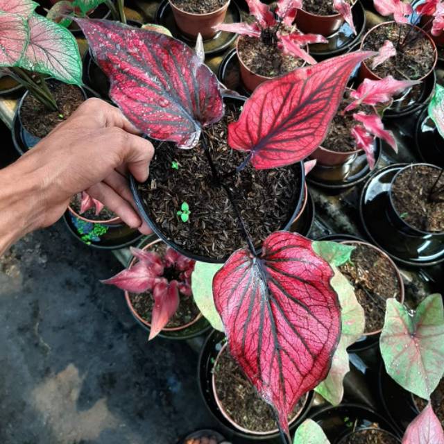 Caladium Remaja Red Stone Shopee Indonesia