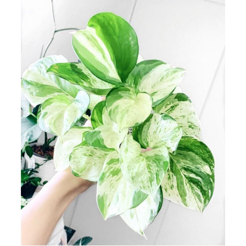 sirih gading manjula (Epipremnum aureum manjula)