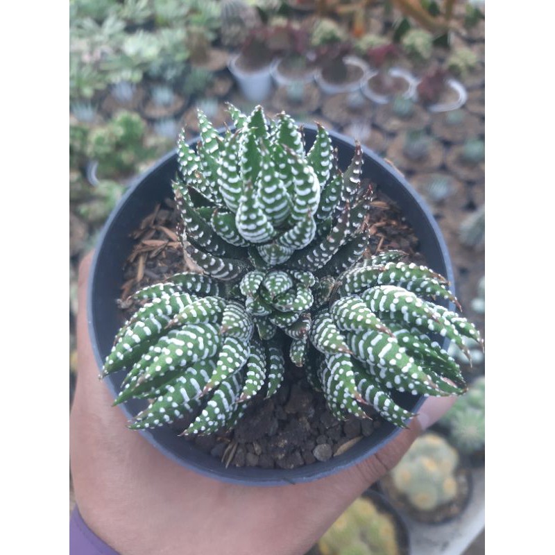 

haworthia cluster