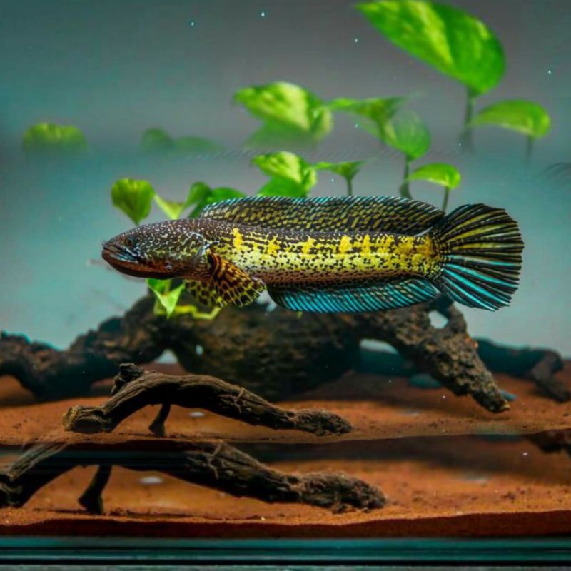 Channa Auranti 20cm Sortiran Mulus Garansi Hidup