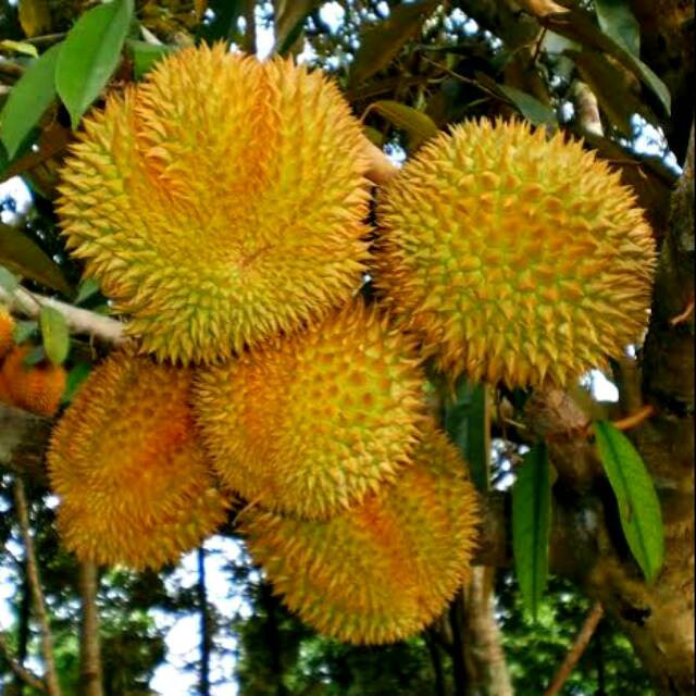 BIBIT DURIAN BAWOR SUPER