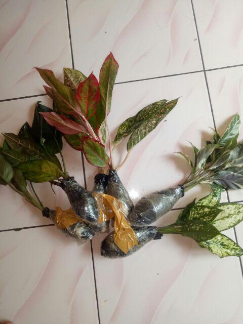 Tanaman Hias Murah 4 Aglonema/paket Aglaonema Hemat Aglo Donacarmen Lipstick Snow White Rotundum